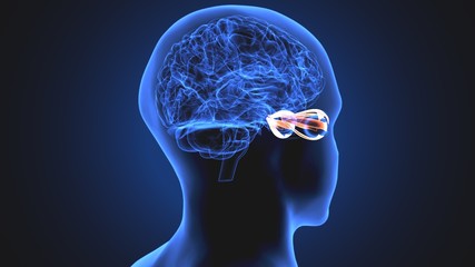 3d illustration human body eye anatomy human body organ