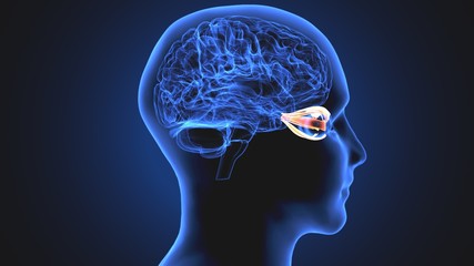 3d illustration human body eye anatomy human body organ