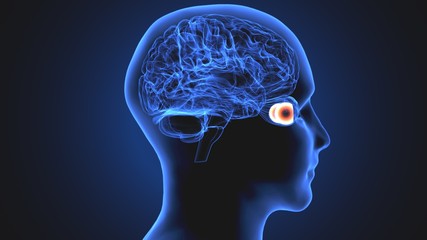 3d illustration human body eye anatomy human body organ