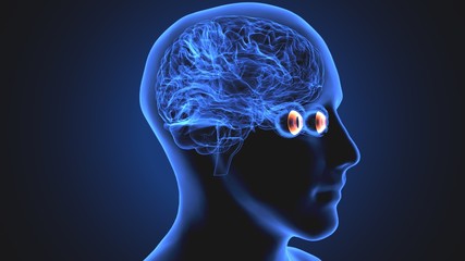 3d render of human eye sclera anatomy