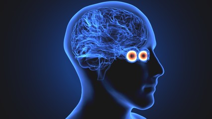 3d render of human eye sclera anatomy