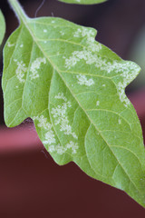 Macro detail of a tomato leaf with some kind of disease
