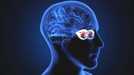 3d render of human eye sclera anatomy