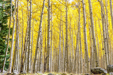 Aspen Forest in Golden Autumn Splendor