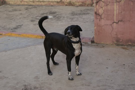 Closeup shot of a bautiful black borador dog standing in the yard