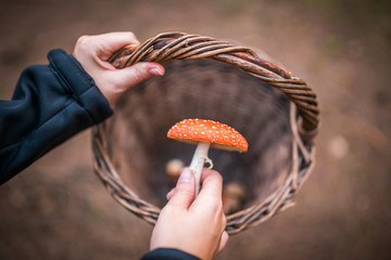 Female holding Amanita Muscaria mushroom, commonly known as the fly agaric or fly amanita, is a...