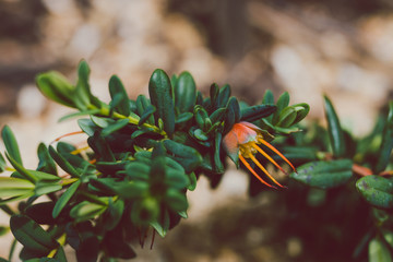 close-up native Australian Darwinia plant also called Mountain Bells outdoor in sunny backyard