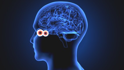 3d render of human eye sclera anatomy