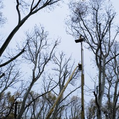 Pruning trees using lift-arms
