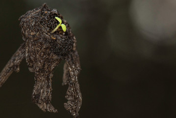 green sprout growing from dead daisy with space and light bokeh