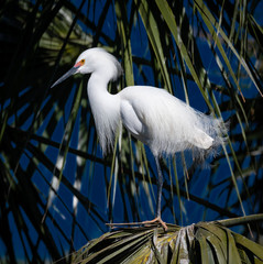 Little White Egret