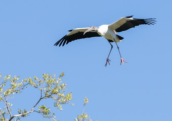 stork landing