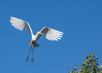 Egret banking a turn