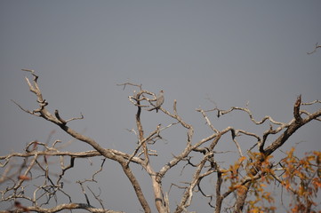 The African Birds. Zimbabwe.