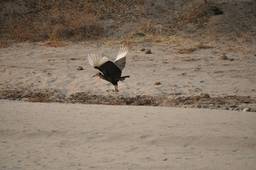 The African Birds. Zimbabwe.
