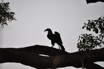 The African Birds. Zimbabwe.