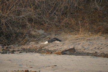 The African Birds. Zimbabwe.