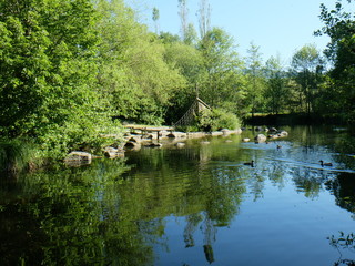 Fototapeta premium Szene am Teich im Sommer 