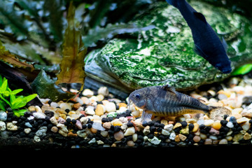 catfish in planted aquarium
