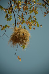 The African Birds. Zimbabwe.