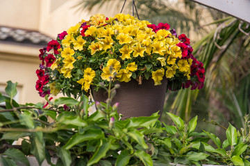 flowers in pot