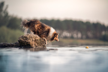 dog jumping in the water