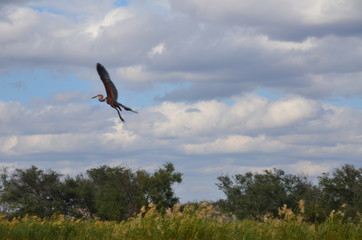 The African Birds. Zimbabwe.