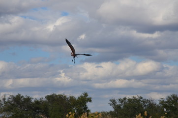 The African Birds. Zimbabwe.