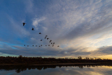 Canadian geese flying over river