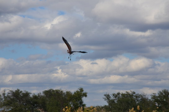 The African Birds. Zimbabwe.