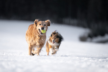 dogs playing in the snow