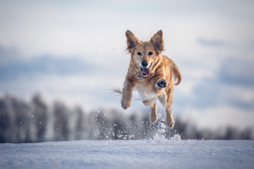 Jumping dog on the snow - Powered by Adobe