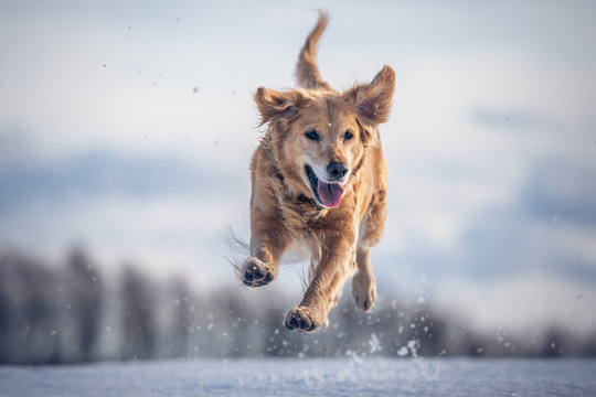 Jumping dog on the snow