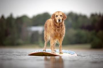 Dog on the paddleboard