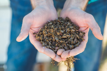 beekeeper holding a dead bees. Pesticides. the varroa mite.