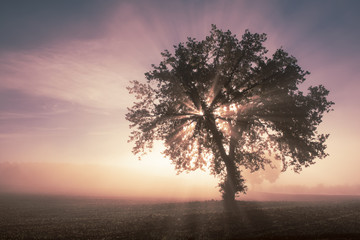 Fototapeta na wymiar Single tree in the fog