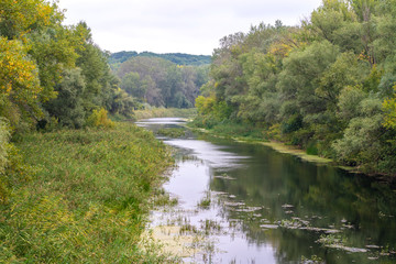 river flowing in the forest.