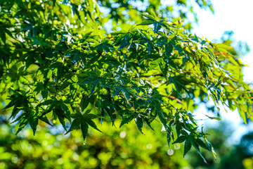 Fototapeta na wymiar maple's leaves 