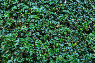 bush texture 