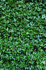 bush texture 