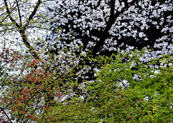 Fototapeta na wymiar 桜の花が満開