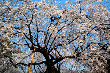 桜の花が満開