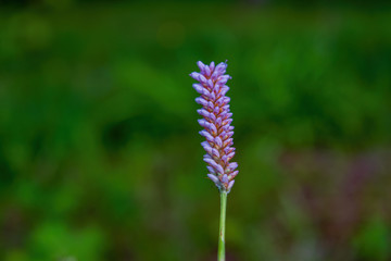 Blue flower in forest close-up. Spring wild flowers on natural blurred dark background , soft focus. Spring in forest