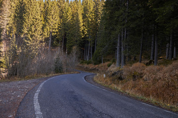 Road leading in the foret