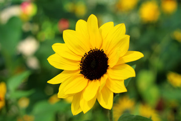 sunflower in the garden