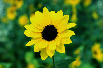 sunflower in the garden