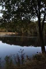 reflection of trees in water