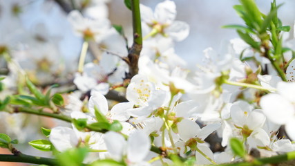 Fototapeta na wymiar white flowers of cherrytree