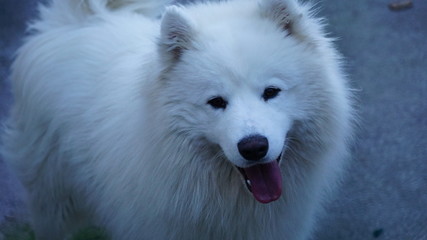 Fototapeta premium fluffy dog
