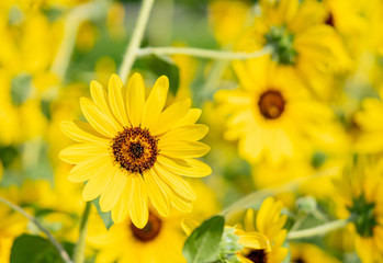 Yellow flower of sunflower isolated on Blurred nature background